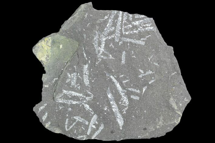 Fossil Graptolite Cluster (Didymograptus) - Great Britain #103477